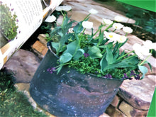 Charger l'image dans la galerie, Book - Gardening - 2003 - The Ultimate Container Gardener by Stephanie Donaldson
