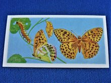 Charger l&#39;image dans la galerie, CBT - Gaycon Products Ltd.  - 1962 - British Butterflies
