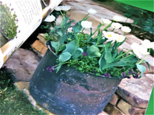Charger l&#39;image dans la galerie, Book - Gardening - 2003 - The Ultimate Container Gardener by Stephanie Donaldson
